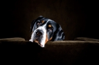 Picture of Great Swiss Mountain Dog resting on sofa