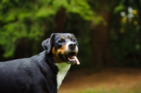 Picture of Great Swiss Mountain Dog