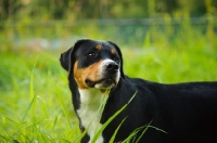 Picture of Great Swiss Mountain Dog