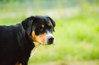 Picture of Great Swiss Mountain Dog