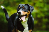 Picture of Great Swiss Mountain Dog