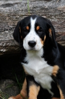 Picture of Great Swiss Mountain puppy portrait