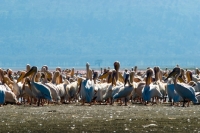 Picture of great white pelican at lake nakuru