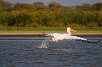 Picture of Great White Pelican taking flight from Lake Naivasha