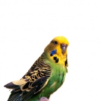 Picture of green and yellow budgerigar