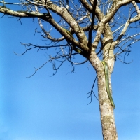 Picture of green boomslang descending from a tree in tanzania