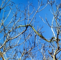 Picture of green boomslang in a tree in tanzania