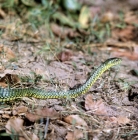 Picture of green boomslang posed by c j p ionides in tanzania