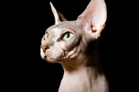 Picture of green eyed sphynx cat 