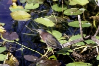 Picture of green heron in the everglades, florida