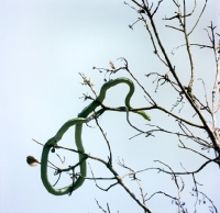 Picture of green mamba in a tree  in tanzania