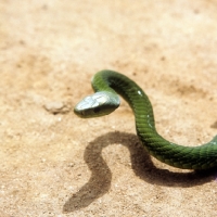 Picture of green mamba in tanzania