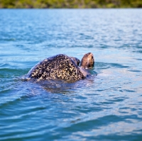 Picture of green pacific turtles mating off santa cruz island, galapagos