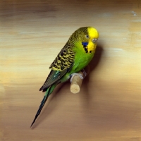 Picture of green, yellow budgerigar on perch