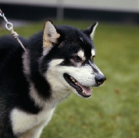 Picture of greenland dog head srudy