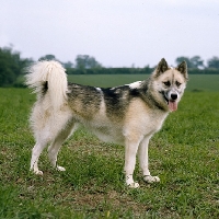 Picture of greenland dog, oonalik of kobe
