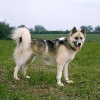 Picture of greenland dog, oonalik of kobe
