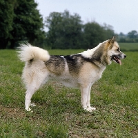 Picture of greenland dog, oonalik of kobe