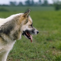 Picture of greenland dog, oonalik of kobe