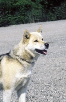 Picture of Greenland Dog
