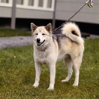 Picture of greenland dog
