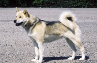 Picture of Greenland Dog