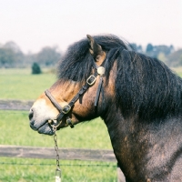 Picture of gremlin, Exmoor pony head shot 