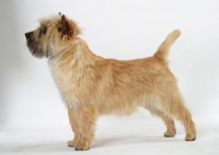 Picture of grey brindle Cairn Terrier in studio