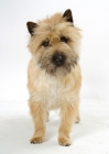 Picture of grey brindle Cairn Terrier in studio, looking at camera