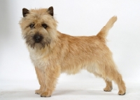 Picture of grey brindle Cairn Terrier standing in studio