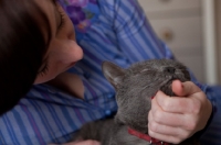 Picture of Grey cat being fussed by young woman