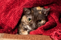 Picture of grey cat hiding in blanket
