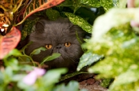 Picture of grey cat hiding in bushes