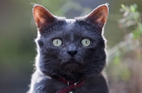 Picture of Grey cat in garden looking surprised at camera