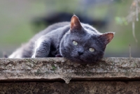 Picture of Grey cat in garden resting and looking at camera