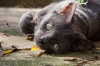 Picture of Grey cat in garden rolling over and looking up at camera