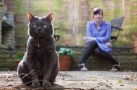 Picture of Grey cat in garden with woman in background