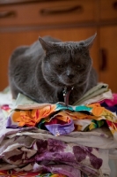 Picture of Grey cat looking sad and sitting on a colourful pile of fabric