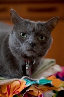 Picture of Grey cat looking seriously at camera and sitting on a colourful pile of fabric