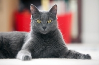 Picture of grey cat lying down