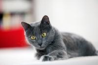 Picture of grey cat lying down