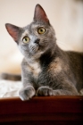 Picture of grey cat lying on bed