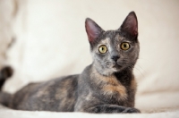 Picture of grey cat lying on white bed