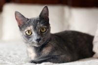 Picture of grey cat lying on white bed