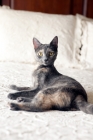 Picture of grey cat lying on white bed