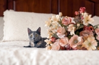Picture of grey cat on white bed with flowers