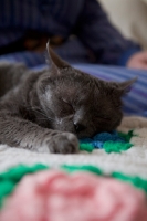 Picture of Grey cat relaxing on flowery patterned blanket