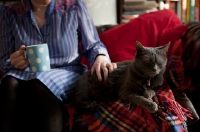 Picture of Grey cat relaxing on tartan blanket with woman drinking tea