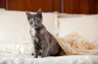 Picture of grey cat siting on bed with white lace.