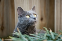 Picture of grey cat sitting in front of fence